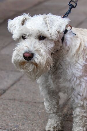 Handsome white miniature schnauzer hanging out in the city.の写真素材