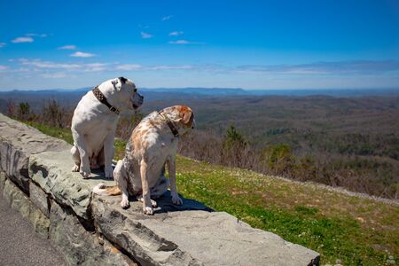 A sweet canine couple takes in the scenery of the Appalachian Mountains in North Carolina.の写真素材