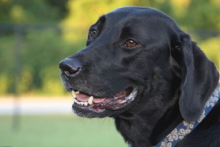 A happy Black Labrador Retriever enjoying a sunny day at the dog park.の写真素材