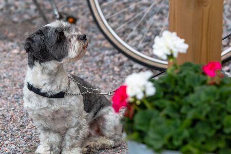 A cute Miniature Schnauzer waits patiently outside a store in Finland for its human.の写真素材