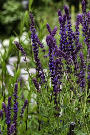 Beautiful purple wood sage in the Finnish countryside during Summer.の写真素材