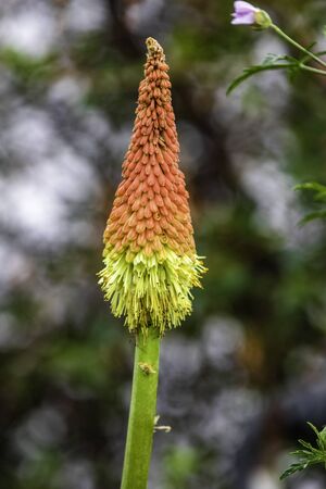 Beautiful red hot poker plant in the Finnish countryside during Summer.の写真素材