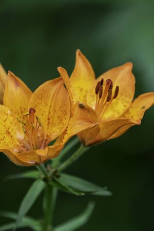 Beautiful Lilies in a Finnish garden during  summer.の写真素材