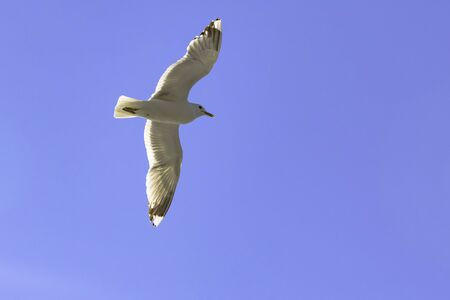 Seagull in flight as it looks for herring in the  Archipelago of Finland.の写真素材