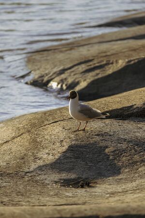 Black Headed Gull takes a break from fishing on a rocky coast in the Archipelago of Finland.の写真素材