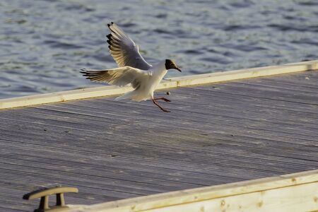 Black Headed Gull coming in for a landing in the Finnish Archipelago .の写真素材