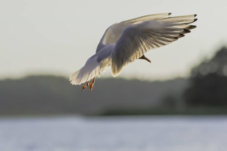 Black Headed Gull coming in for a landing in the Finnish Archipelago .の写真素材