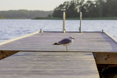 A seagull rests on a dock in the Archipelago of Finland during summer.の写真素材
