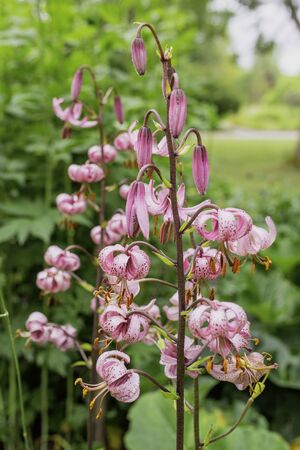 Beautiful Lilies in a Finnish garden during  summer.の写真素材