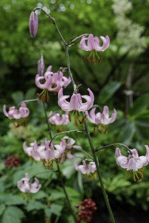 Beautiful Lilies in a Finnish garden during  summer.の写真素材