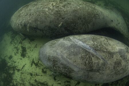 A pair of manatees resemble potatoes as they rest in the warm waters of Crystal River during a cold snap in Florida. Severe scaring from a boat propeller is a common sight on many manatees.の写真素材