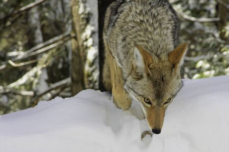 A coyote hunts and scavenges for food following a heaving snowstorm in Sequoia National Park in the Sierra Nevada Mountains of California, USA.の写真素材