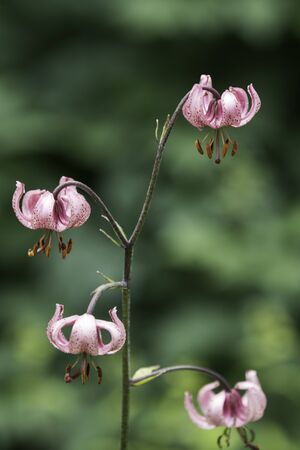 Beautiful Lilies in a Finnish garden during  summer.の写真素材