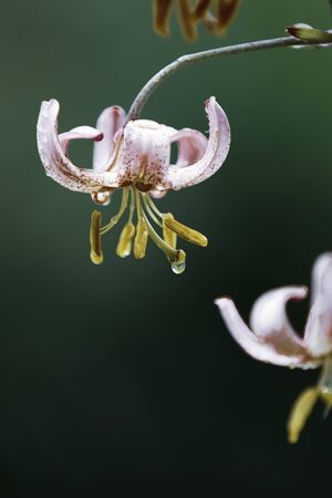 Beautiful Lilies in a Finnish garden during  summer.の写真素材