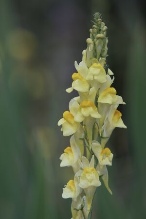A beautiful yellow toadflax in a Finnish garden during Summer.の写真素材