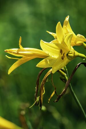 Yellow daylily in the Finnish countryside during Summer.の写真素材