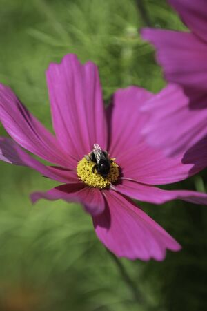 Pink garden cosmos in the Finnish countryside during Summer.の写真素材