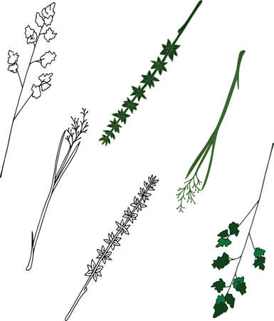 Vector botanical elements, doodle. Flowers, herbs, leaves. Collection garden foliage, illustration isolated on white background. Contour grass blades, colored and blackのイラスト素材