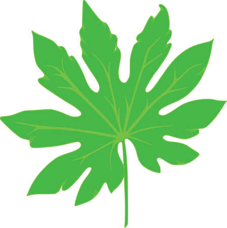 Vector botanical elements, doodle. Flowers, herbs, leaves. Collection garden foliage, illustration isolated on white background. Leaves and grass blades, botanical elementsのイラスト素材