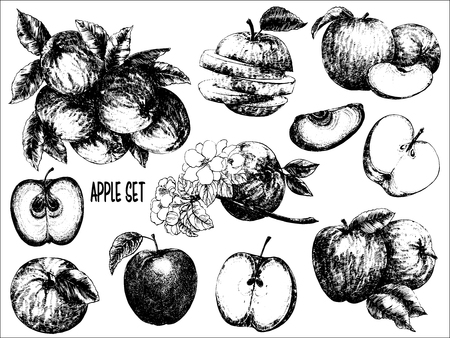Hand drawn sketch set of apple fruits and flowers. Whole fruit with leaf and sliced. Vector illustration isolated on white background.のイラスト素材