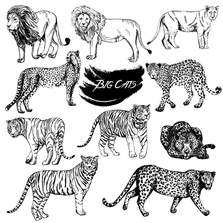 Set of hand drawn sketch style big cats. Vector illustration isolated on white background.のイラスト素材