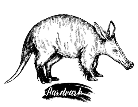 Hand drawn sketch style aardvark isolated on white background.のイラスト素材