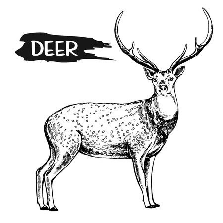 Hand drawn sketch style deer. Vector illustration isolated on white background.のイラスト素材