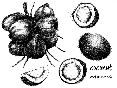 Hand drawn sketch set of coconut fruits. Whole fruit, in bunch and sliced. Vector illustration isolated on white background.のイラスト素材