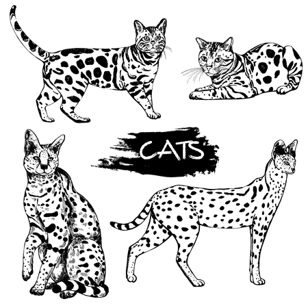 Hand drawn sketch style bengal cats and servals. Vector illustration isolated on white background.のイラスト素材