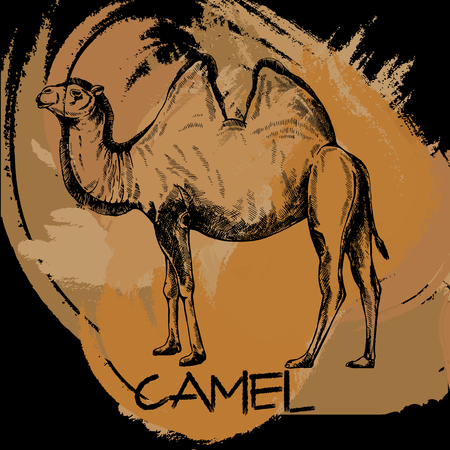 Hand drawn sketch style camel. Isolated vector illustration.のイラスト素材