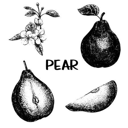 Hand drawn sketch set of pear fruits and flowers. Whole fruit with leaf and sliced. Vector illustration isolated on white background.のイラスト素材