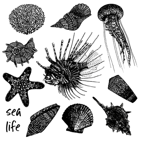 Hand drawn sketch set of sea creatures - coral, seashells, jellyfish, lionfish and starfish. Vector illustration isolated on white background.のイラスト素材