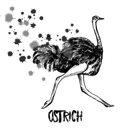 Hand drawn sketch of ostrich. Vector illustration isolated on white background.のイラスト素材