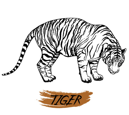 Hand drawn sketch style tiger. Vector illustration isolated on white background.のイラスト素材