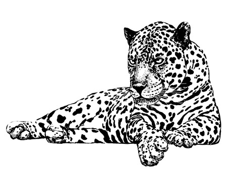 Hand drawn sketch style leopard. Vector illustration isolated on white background.のイラスト素材