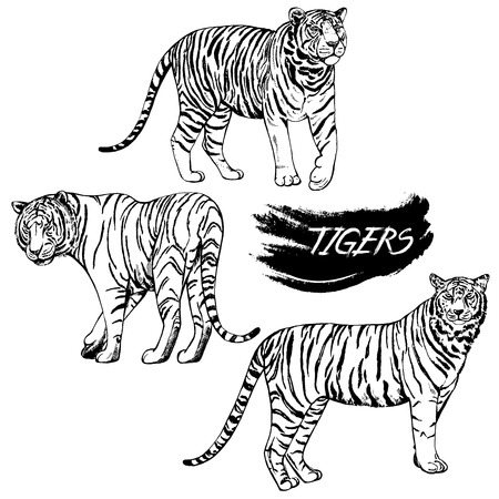 Hand drawn sketch style tigers. Vector illustration isolated on white background.のイラスト素材