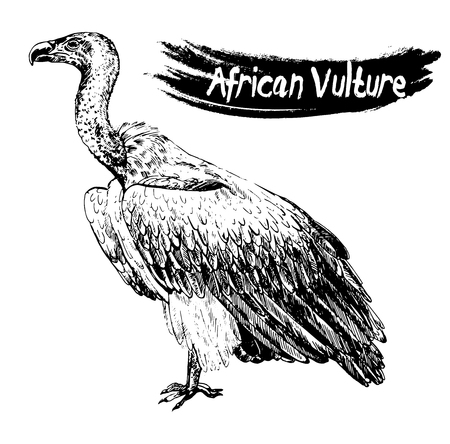 Hand drawn sketch style African vulture. Vector illustration isolated on white background.のイラスト素材