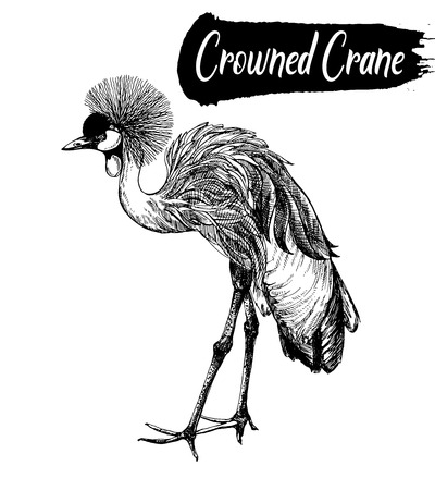Hand drawn sketch of crowned crane. Vector illustration isolated on white background.のイラスト素材
