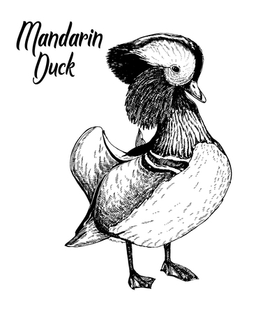 Hand drawn sketch of Mandarin duck. Vector illustration isolated on white background.のイラスト素材