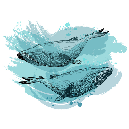 Hand drawn sketch style whales isolated on white background. Vector illustration.のイラスト素材