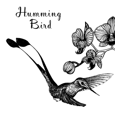 Hand drawn sketch style hummingbird and orchid flowers isolated on white background. Vector illustration.のイラスト素材