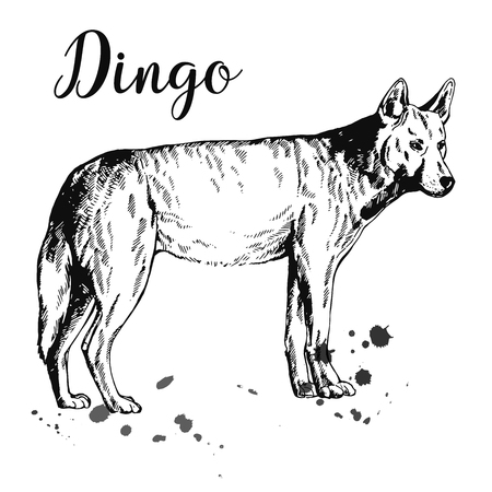 Hand drawn sketch style dingo dog isolated on white background. Vector illustration.のイラスト素材