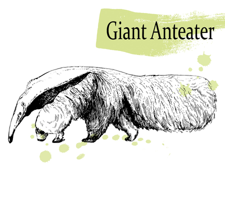 Hand drawn sketch style Giant Anteater isolated on white background. Vector illustration.のイラスト素材