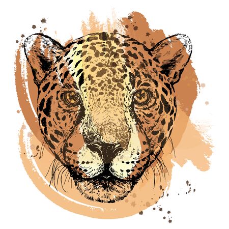 Hand drawn sketch style portrait of leopard isolated on white background. Vector illustration.のイラスト素材