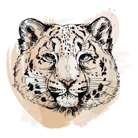 Hand drawn sketch style portrait of snow leopard isolated on white background. Vector illustration.のイラスト素材