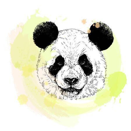Hand drawn sketch style portrait of giant panda isolated on white background. Vector illustration.のイラスト素材