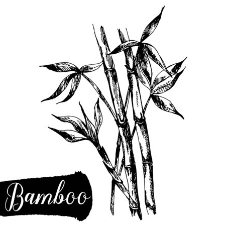 Hand drawn sketch style bamboo stem with leaves isolated on white background. Vector illustration.のイラスト素材
