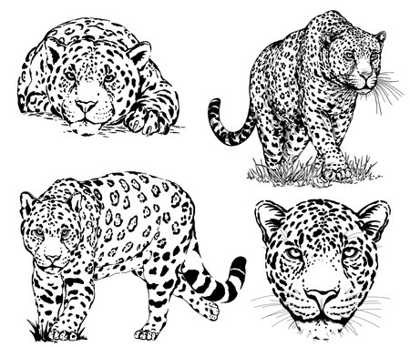 Set of hand drawn sketch style leopards isolated on white background. Vector illustration.のイラスト素材