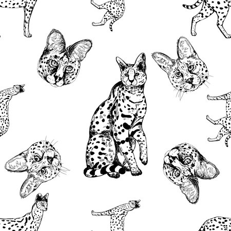 Seamless pattern of hand drawn sketch style Servals and Savannah Cats isolated on white background....