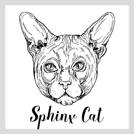 Hand drawn sketch style Sphynx cat isolated on white background. Vector illustration.のイラスト素材